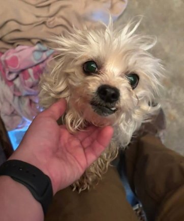 SPONSOR ME - TIFFANY - Yorkshire Terrier Yorkie / Poodle (Miniature) available for adoption