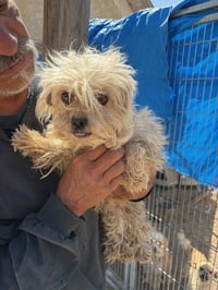 SPONSOR ME - Tiffany - Photo 2