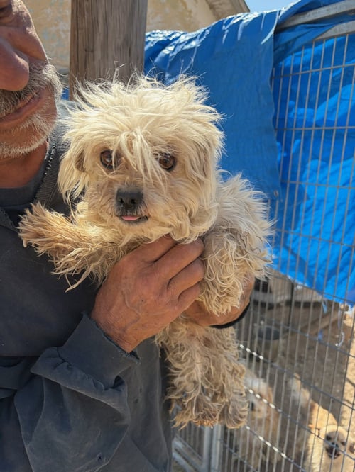 SPONSOR ME - TIFFANY - Yorkshire Terrier Yorkie / Poodle (Miniature) available for adoption