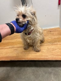 SPONSOR ME - Tiffany - Photo 3