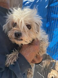 SPONSOR ME - Tiffany - Photo 4