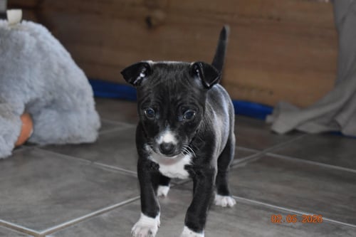 CHERRY - Chihuahua available for adoption
