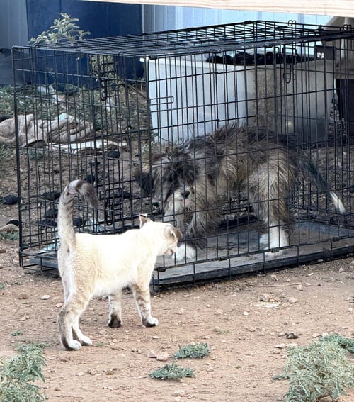 BILLY - Schnauzer available for adoption
