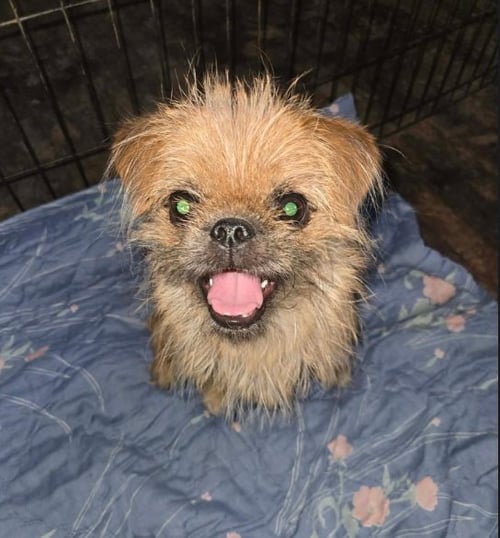 WHIRLEY - ADOPTION IN PROCESS - Brussels Griffon for adoption in Milwaukee
