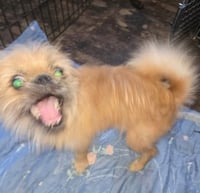 Whirley - ADOPTION IN PROCESS - Photo 4