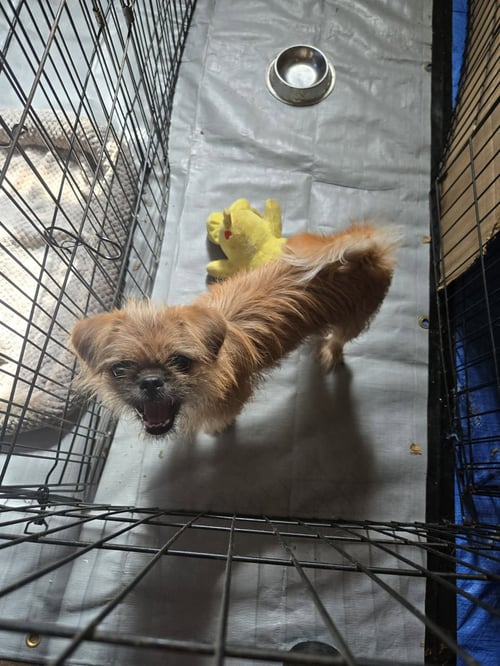 WHIRLEY - ADOPTION IN PROCESS - Brussels Griffon available for adoption