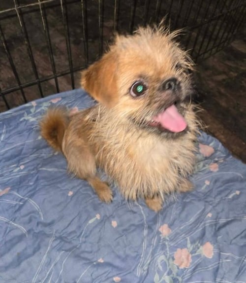 WHIRLEY - ADOPTION IN PROCESS - Brussels Griffon available for adoption