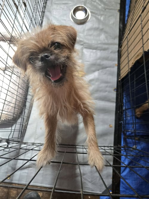 WHIRLEY - ADOPTION IN PROCESS - Brussels Griffon available for adoption