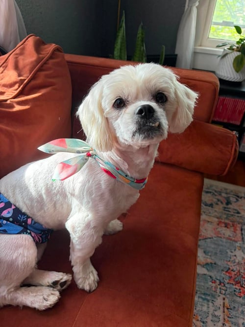 CHOWDER - ADOPTION IN PROCESS - Shih Tzu available for adoption
