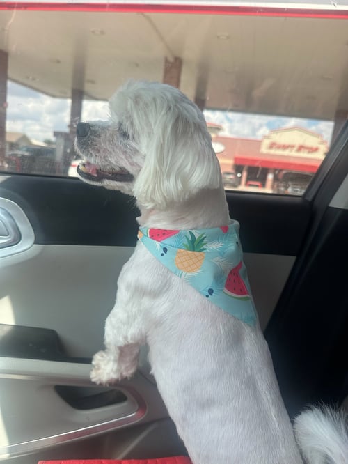 CHOWDER - ADOPTION IN PROCESS - Shih Tzu available for adoption