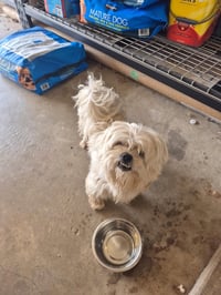 Chowder - ADOPTION IN PROCESS - Photo 3