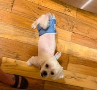 Chowder - ADOPTION IN PROCESS - Photo 4