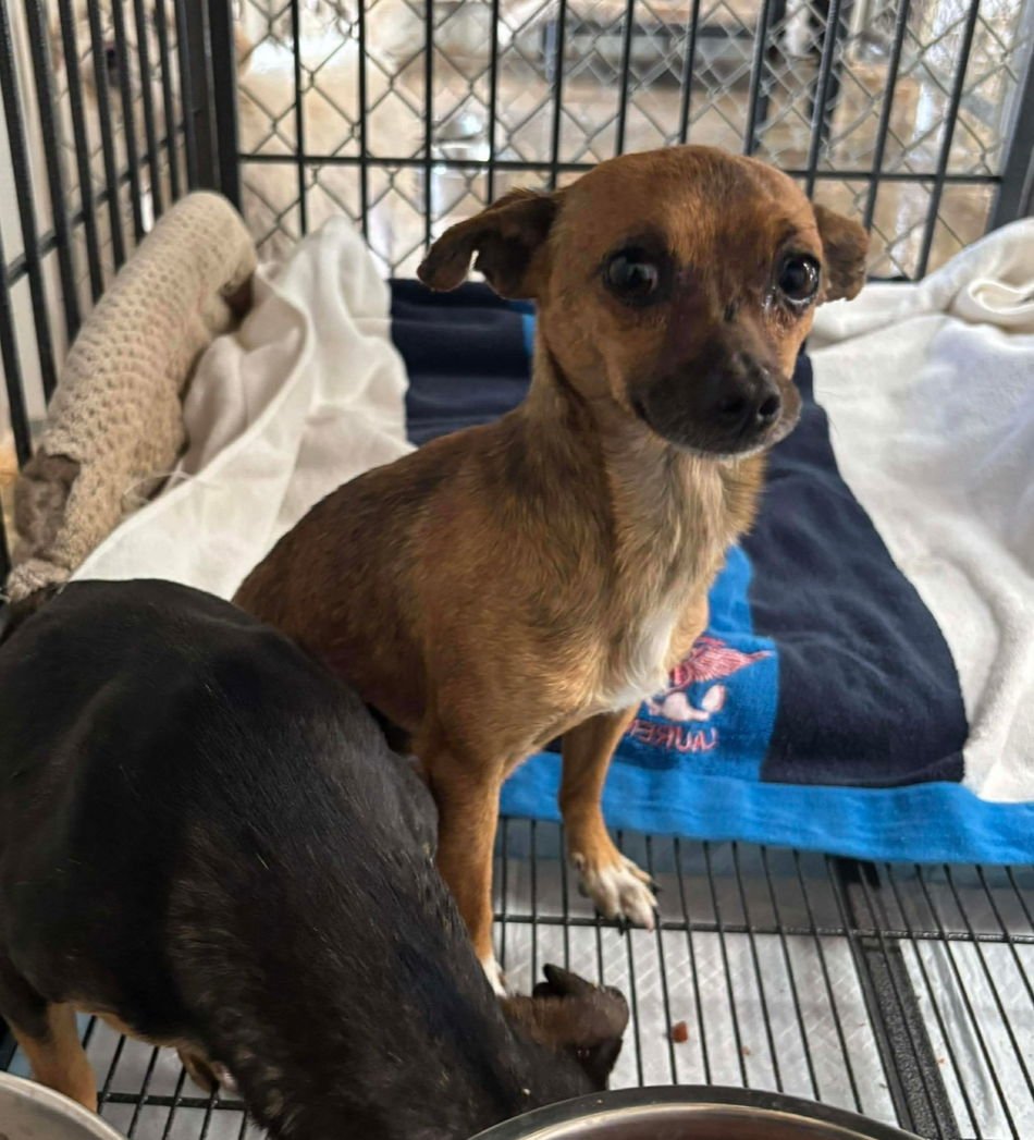 LINK - Chihuahua available for adoption
