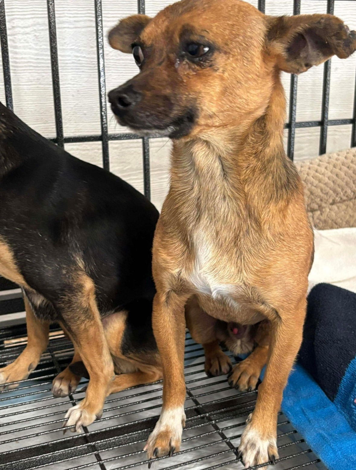 LINK - Chihuahua available for adoption