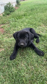 Landon -ADOPTION IN PROCESS - Photo 1