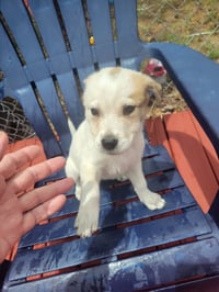 FOSTER ME - Mo - Photo 1
