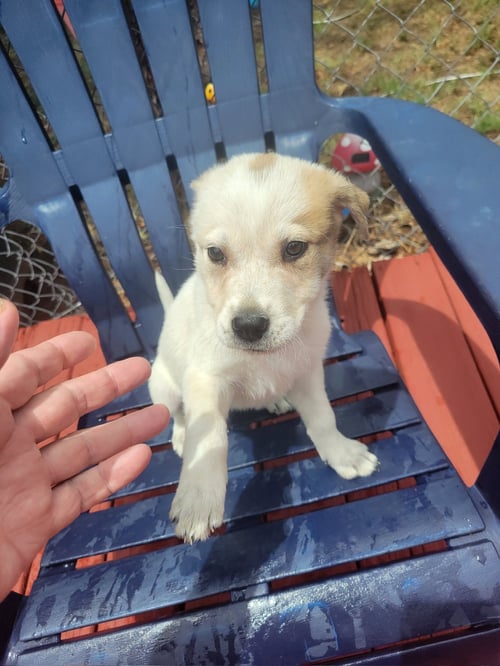 FOSTER ME - MO - Australian Cattle Dog/Blue Heeler / Great Pyrenees for adoption in Milwaukee