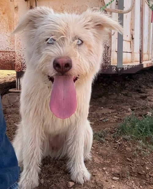 FOSTER ME - DAZZLE - Sheep Dog available for adoption
