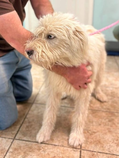 FOSTER ME - DAZZLE - Sheep Dog available for adoption