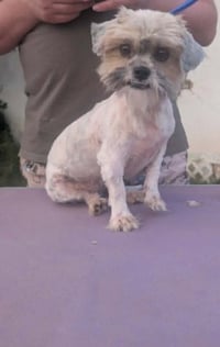 Penny - ADOPTION IN PROCESS - Photo 2