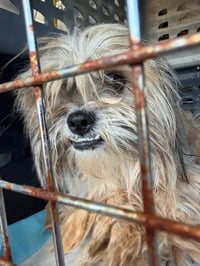 Penny - ADOPTION IN PROCESS - Photo 4