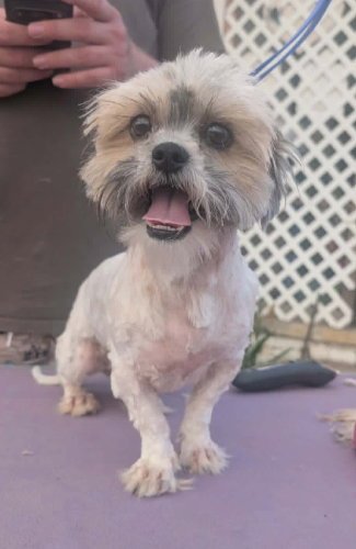 PENNY - ADOPTION IN PROCESS - Shih Tzu for adoption in Milwaukee