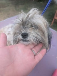 Penny - ADOPTION IN PROCESS - Photo 3