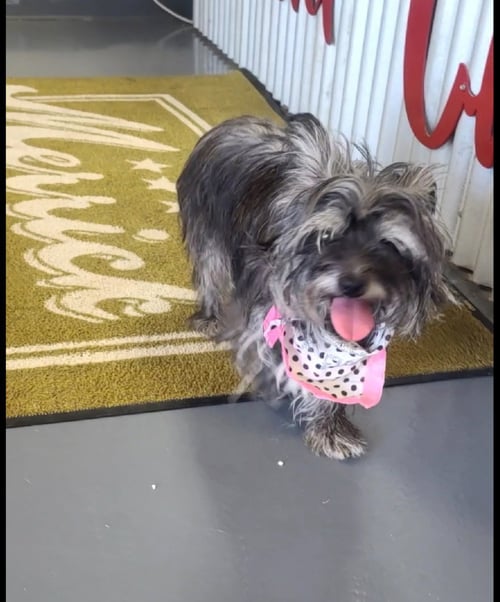 SHAYE - Shih Tzu available for adoption