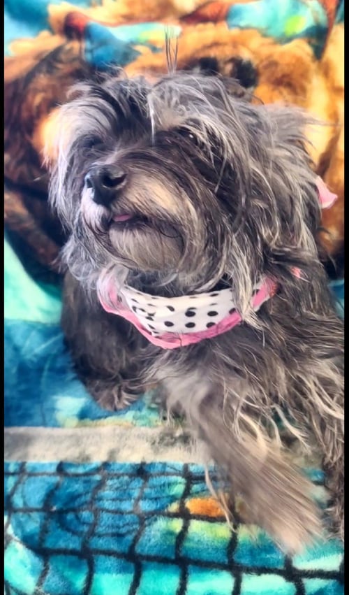 SHAYE - Shih Tzu available for adoption