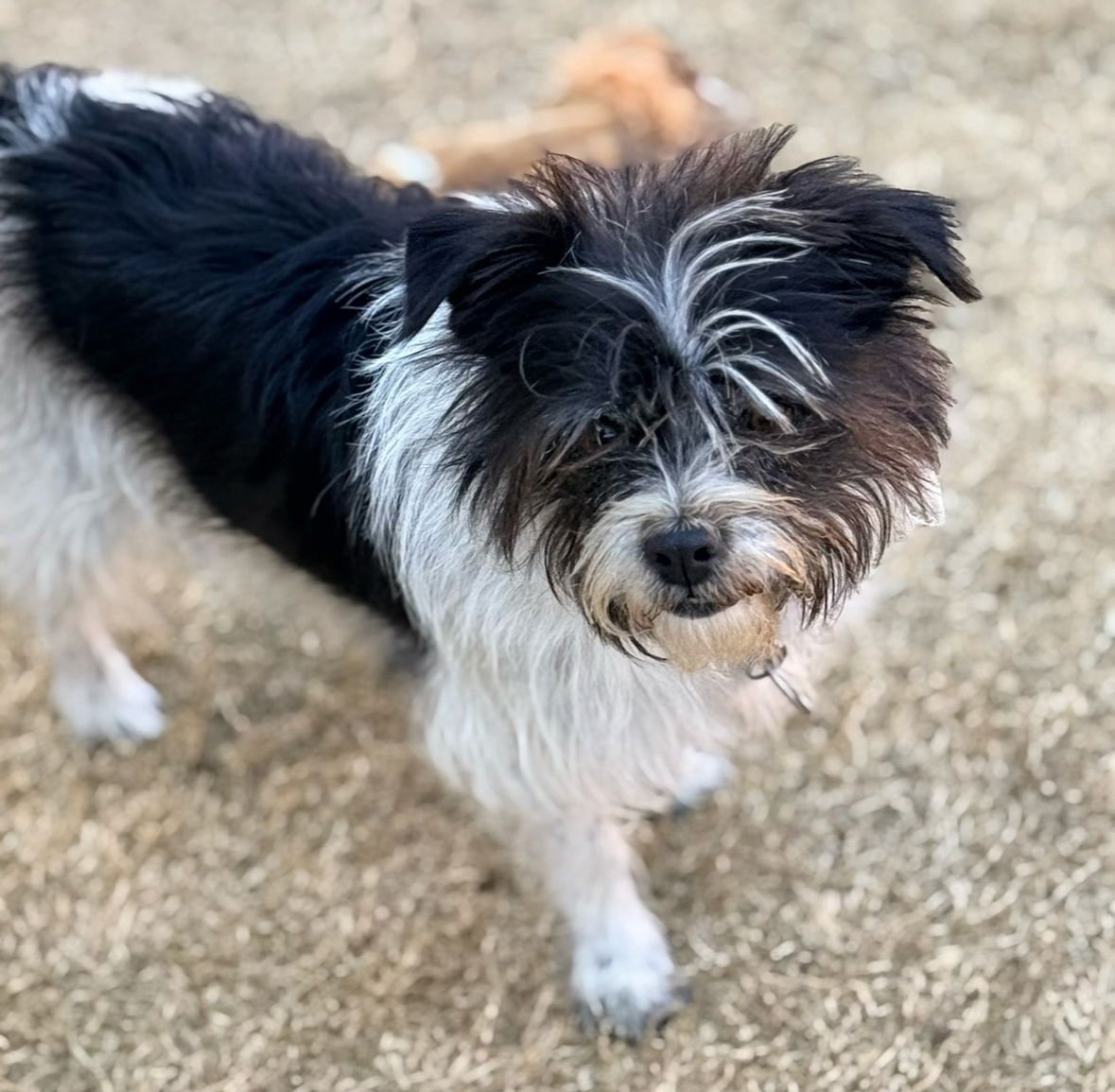 FLETCH - Chihuahua available for adoption