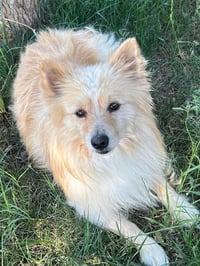 Elvis - ADOPTION IN PROCESS - Photo 1