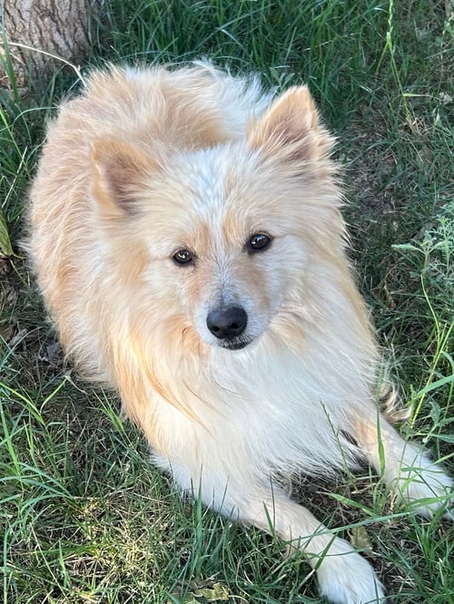 ELVIS - ADOPTION IN PROCESS - Pomeranian / Corgi for adoption in Milwaukee