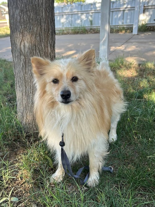 ELVIS - ADOPTION IN PROCESS - Pomeranian / Corgi available for adoption