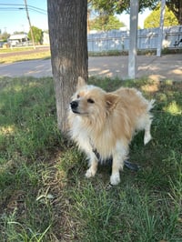 Elvis - ADOPTION IN PROCESS - Photo 3