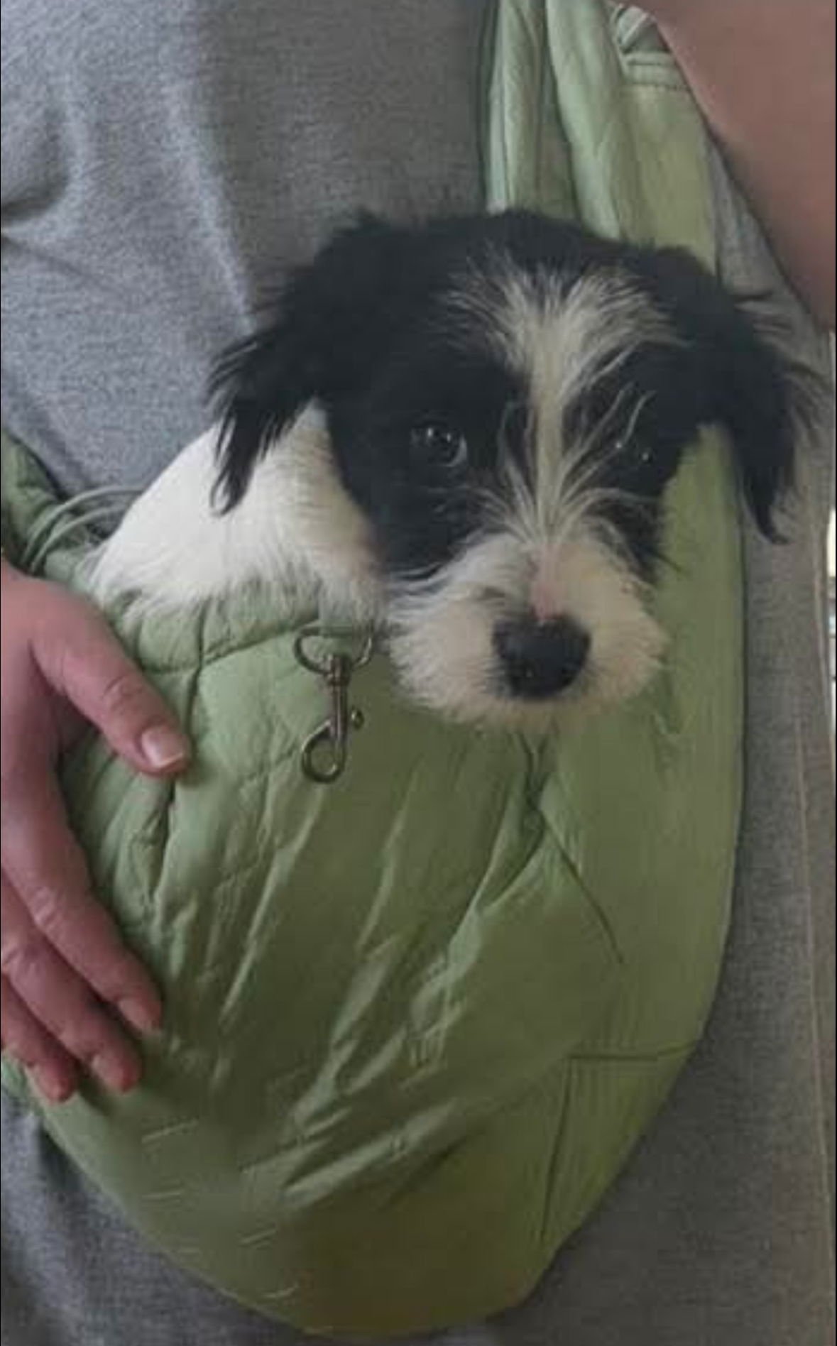 ROOKIE - ADOPTION IN PROCESS - Terrier available for adoption