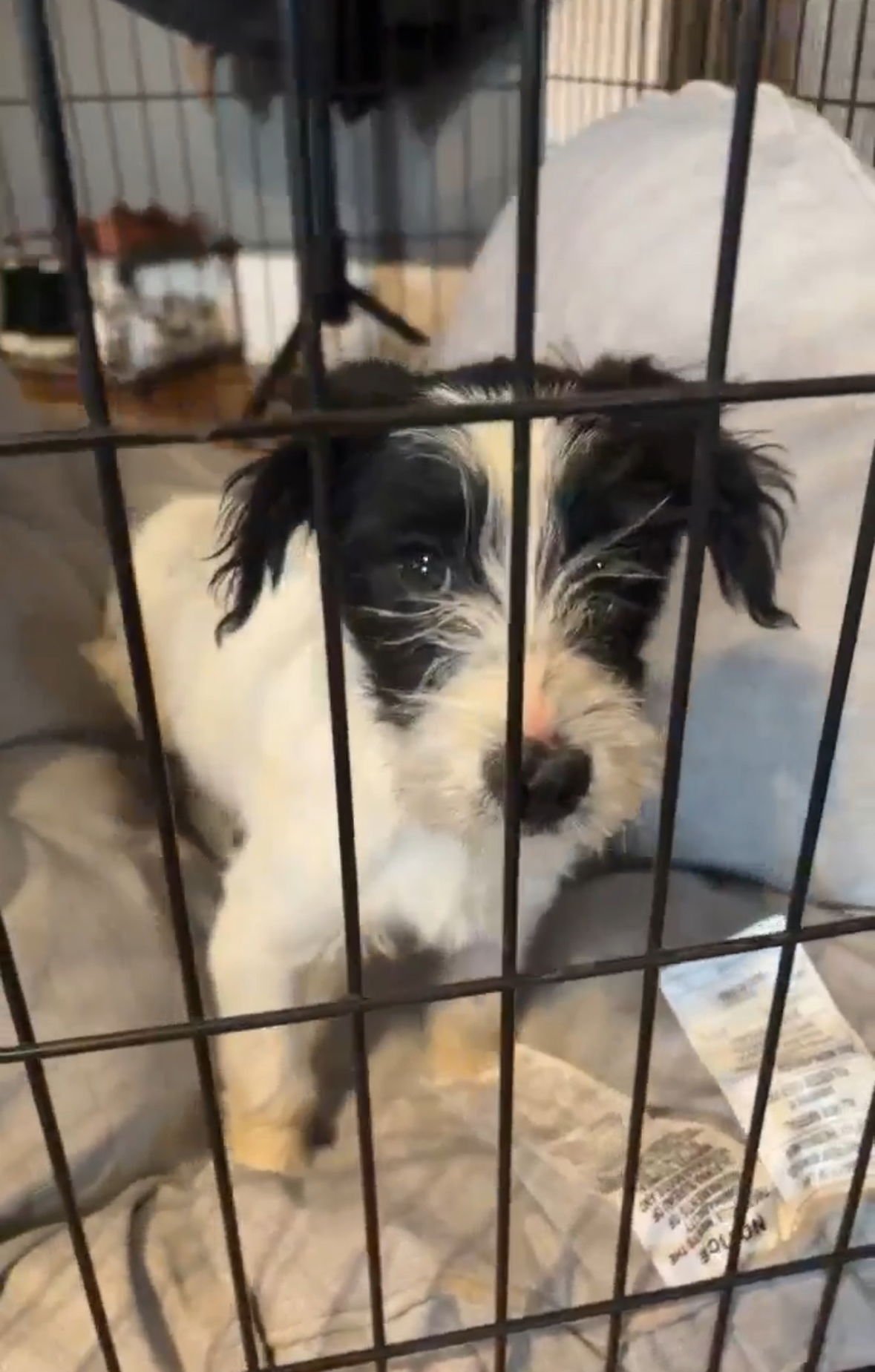 ROOKIE - ADOPTION IN PROCESS - Terrier available for adoption