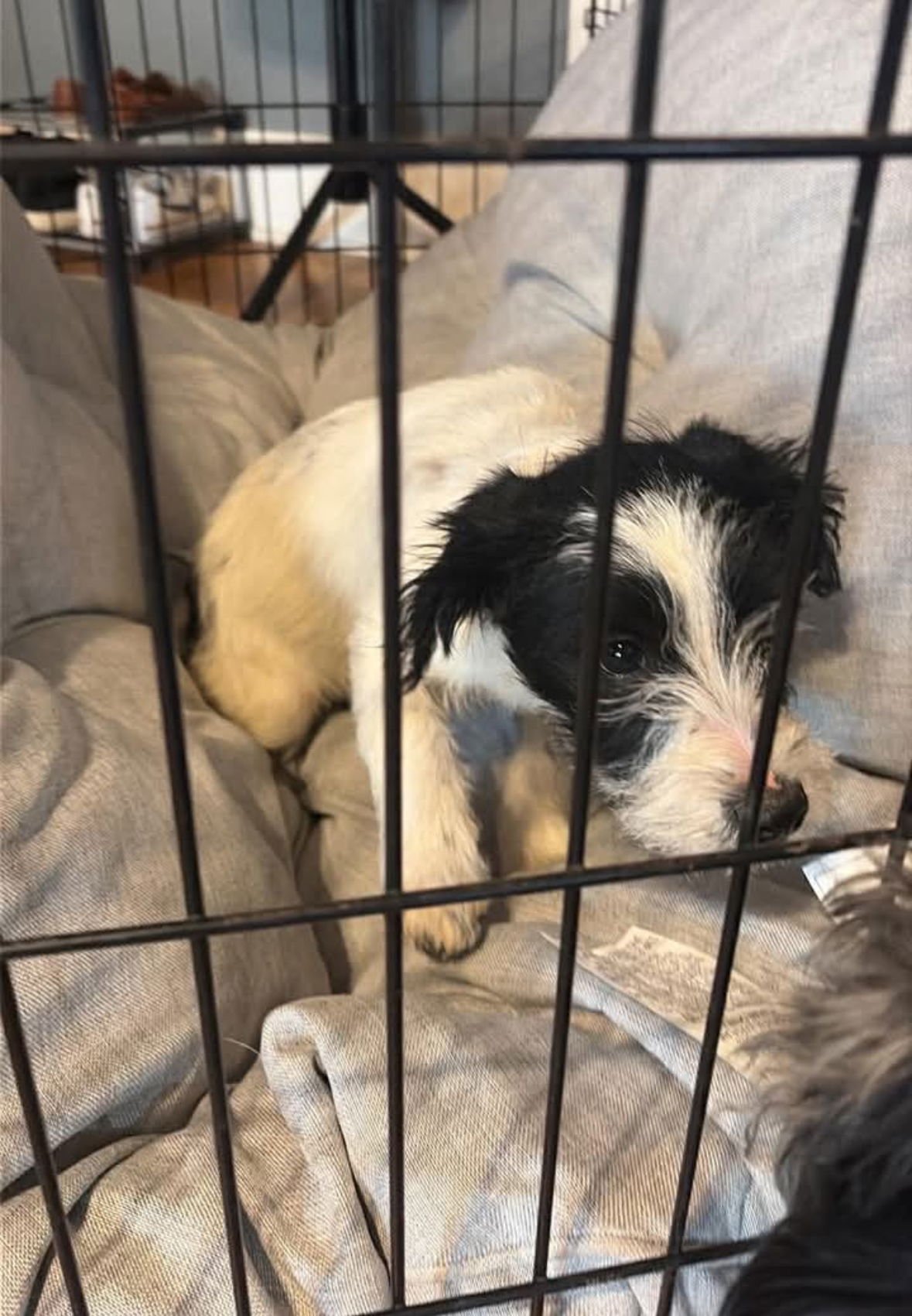 Rookie - ADOPTION IN PROCESS - Photo 3