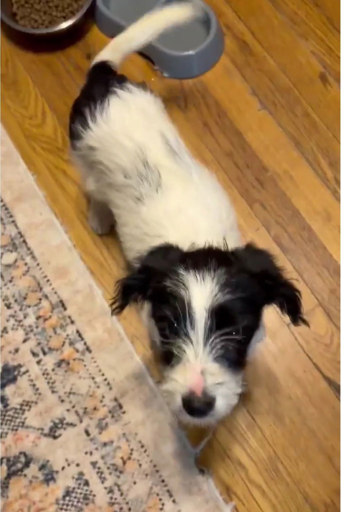 Rookie - ADOPTION IN PROCESS - Photo 4