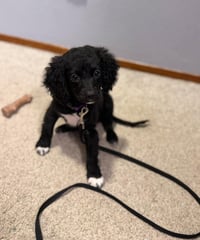 Oreo - Photo 4