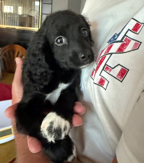 OREO - Cockapoo available for adoption
