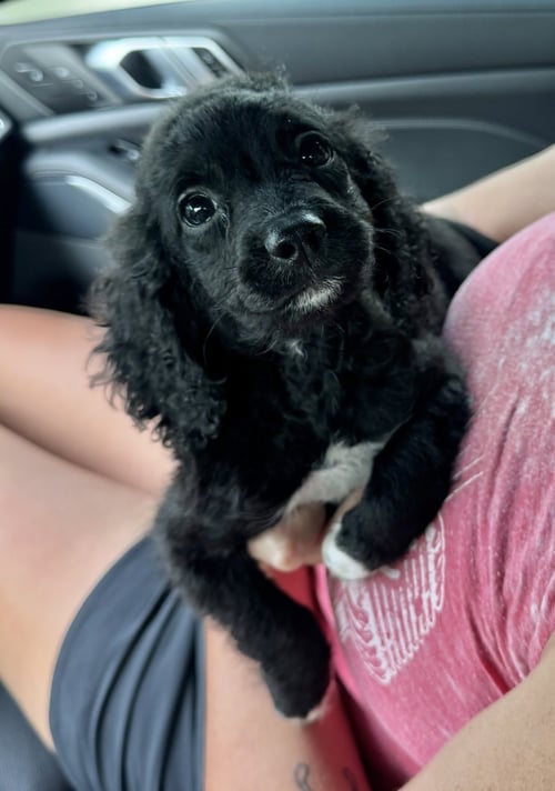 OREO - Cockapoo available for adoption