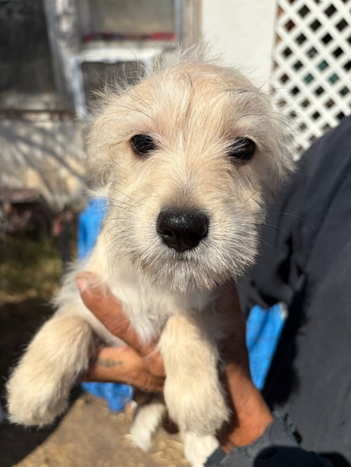 GONZO - Dachshund / Terrier available for adoption