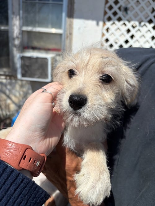 GONZO - Dachshund / Terrier available for adoption