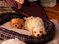 Chico - ADOPTION IN PROCESS - Photo 4