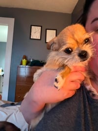 Chico - ADOPTION IN PROCESS - Photo 3