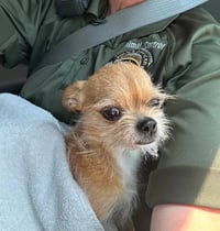 Chico - ADOPTION IN PROCESS - Photo 1
