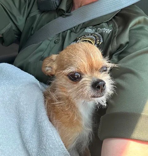 CHICO - ADOPTION IN PROCESS - Chihuahua for adoption in Milwaukee