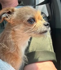 Chico - ADOPTION IN PROCESS - Photo 2