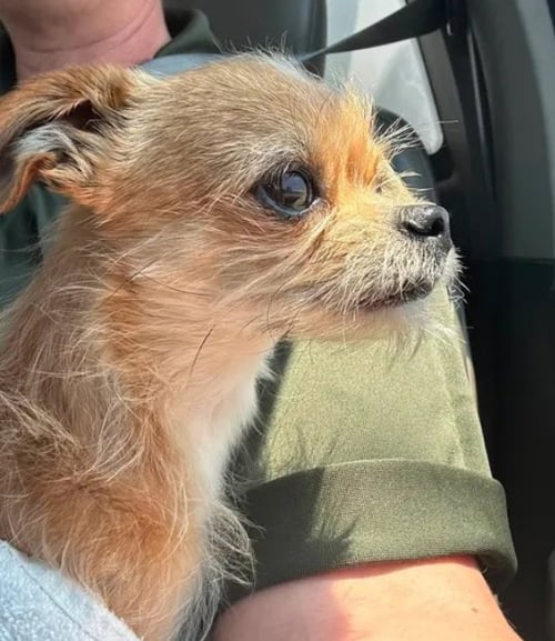 CHICO - ADOPTION IN PROCESS - Chihuahua available for adoption