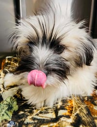 Faye - ADOPTION IN PROCESS - Photo 3
